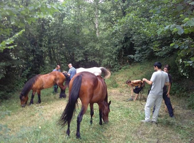 Contacto con una manada de caballos eco-libres