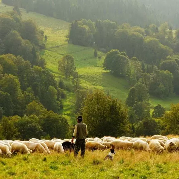 Pastor de cabras practicando la ganadería.