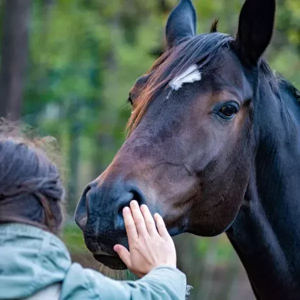 Mujer acariciando un caballo durante una sesión de equinoterapia.