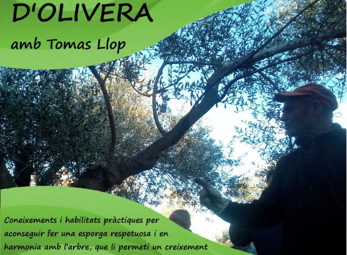 Curso poda tradicional olivo para mejorar crecimiento y producción