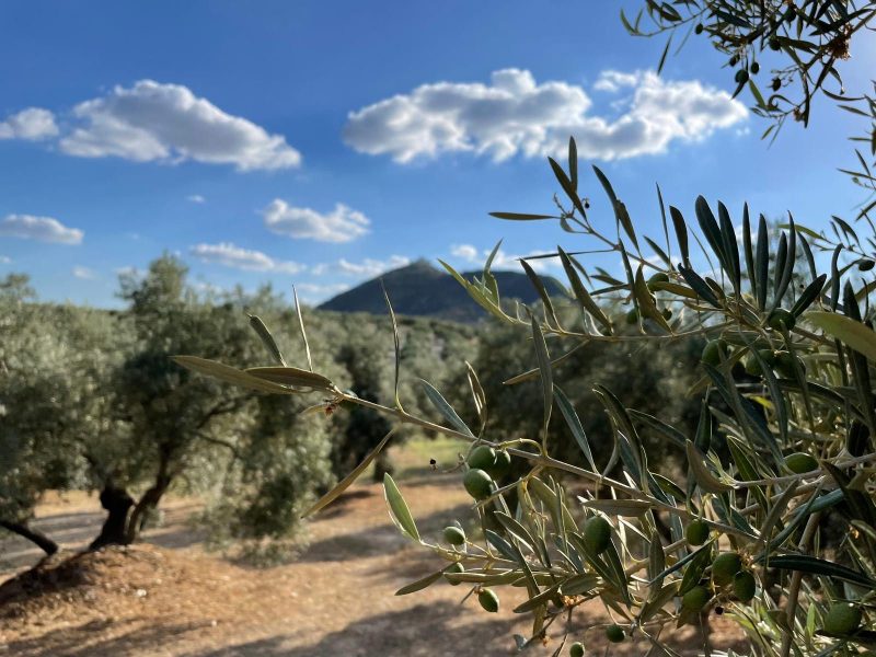 Visita al olivar + Visita a la Almazara + Cata/Degustación